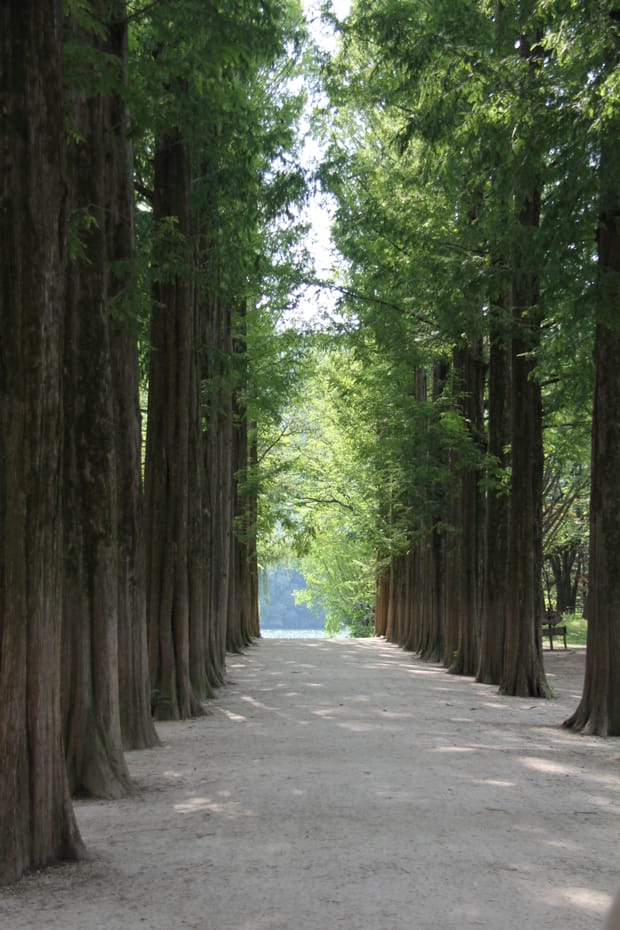 Nami Island Itinerary: Metasequoia Road, Riverside Walk, and the Best Photo Spots